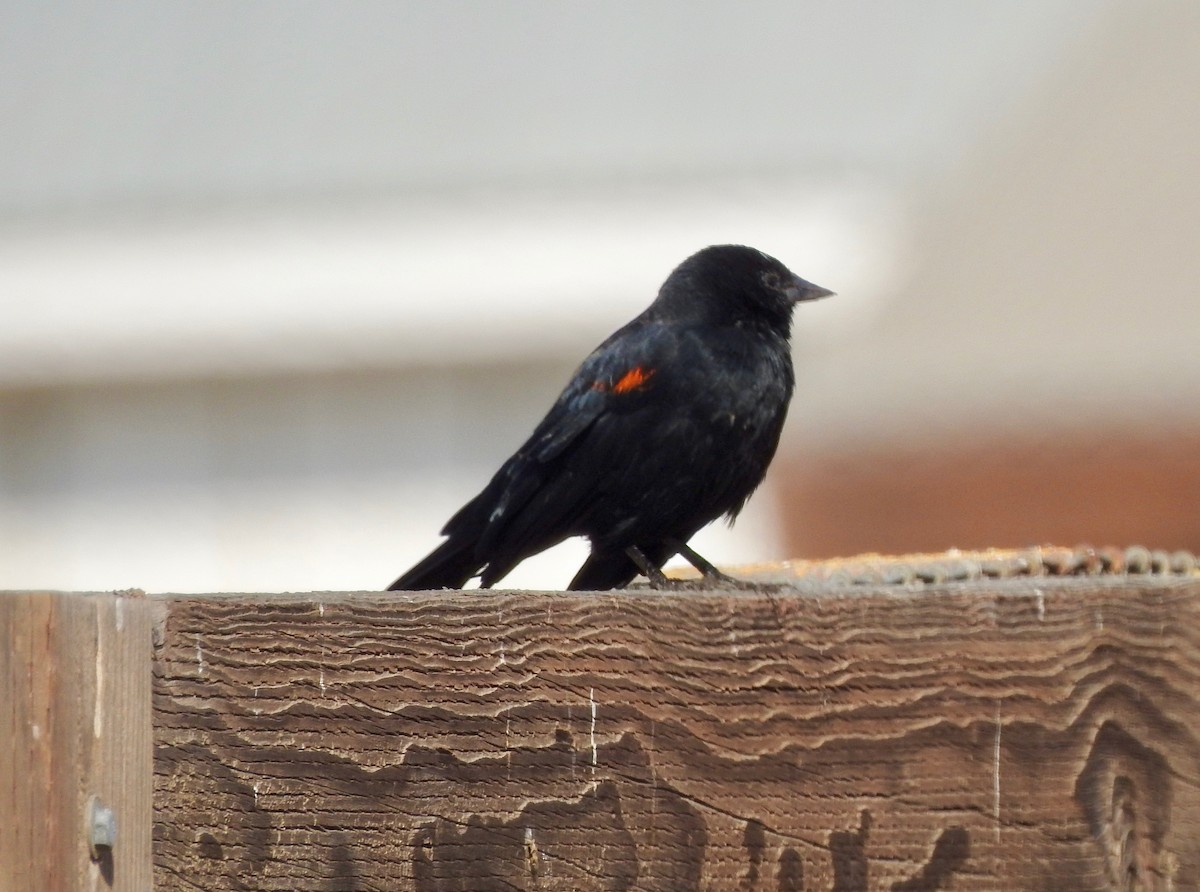Red-winged Blackbird - E C Winstead