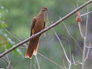  - Timor Cuckoo-Dove