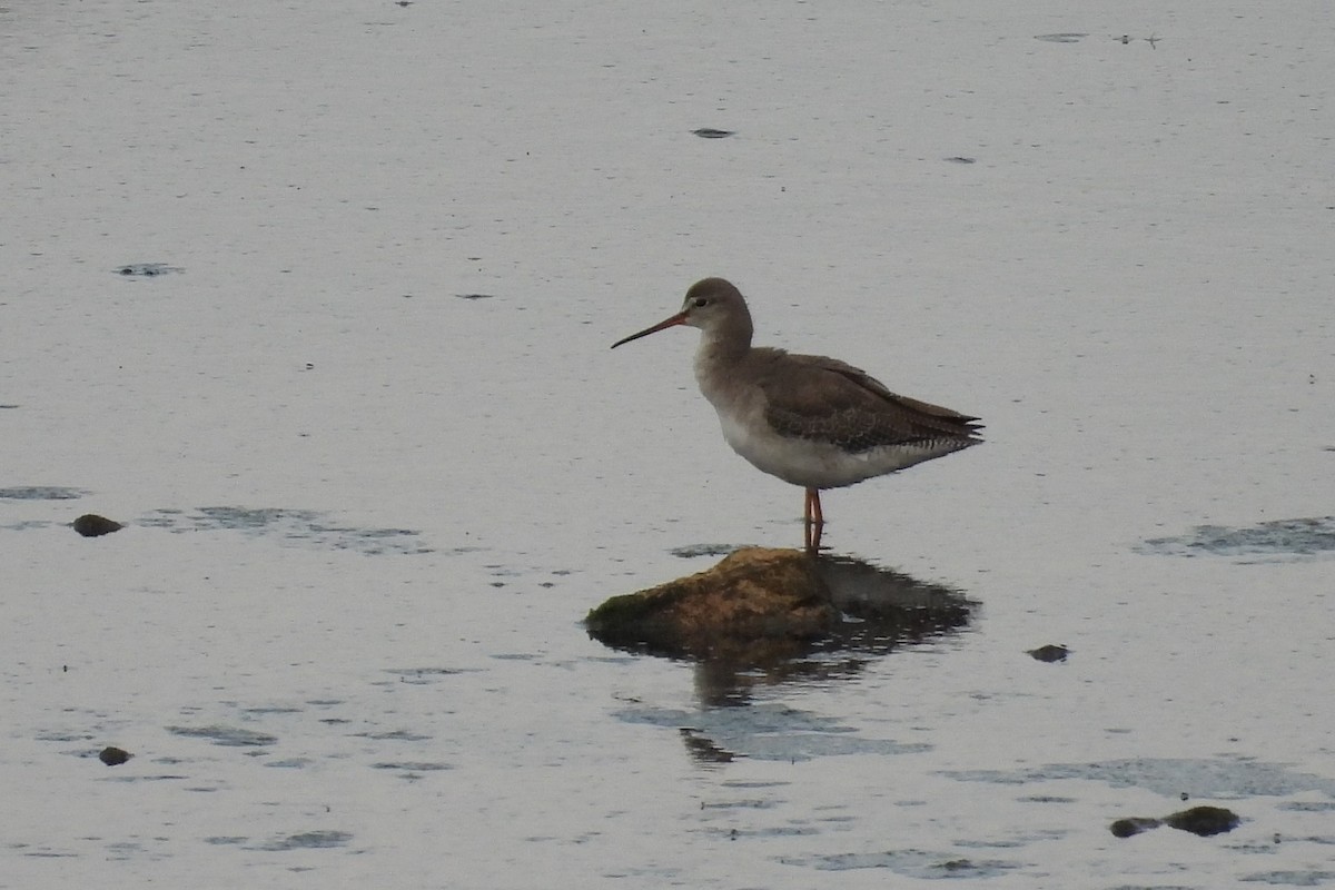 Spotted Redshank - ML366034341