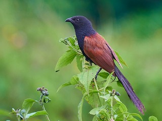  - Lesser Coucal