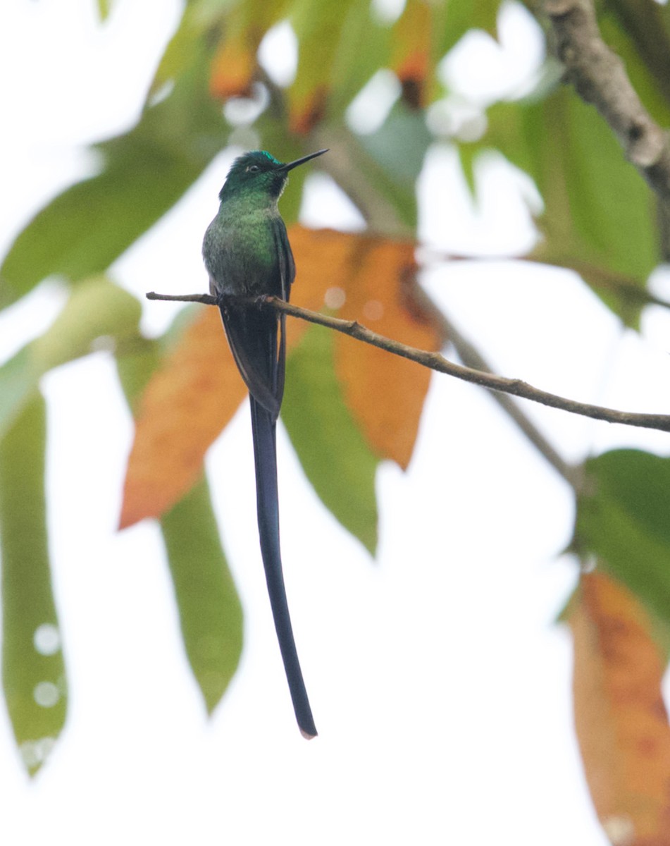 Long-tailed Sylph - Christopher Carlson
