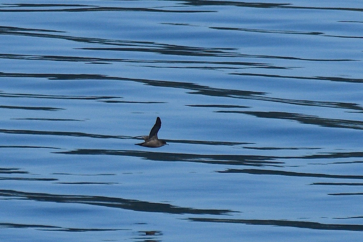 Short-tailed Shearwater - Will Brooks