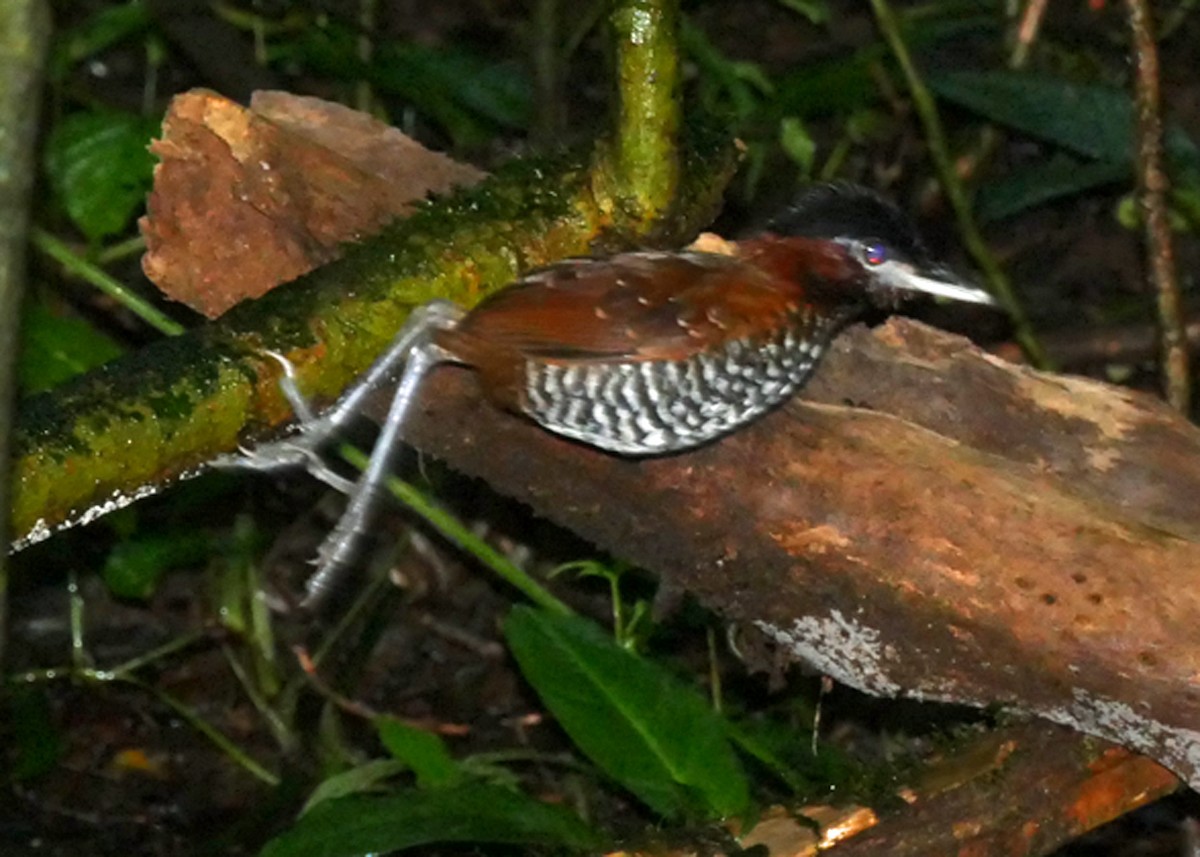 Black-crowned Antpitta - Dick Snell