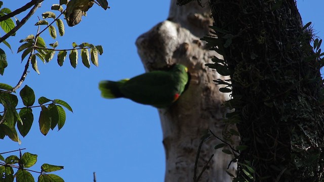 Turquoise-fronted Parrot - ML366046691
