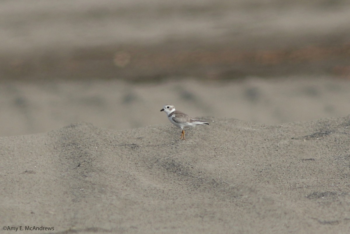 Piping Plover - ML366052171