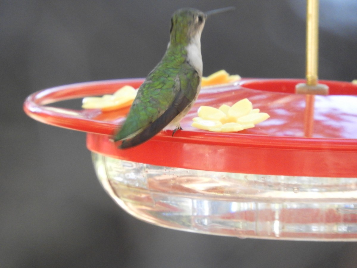 Ruby-throated Hummingbird - ML366055351