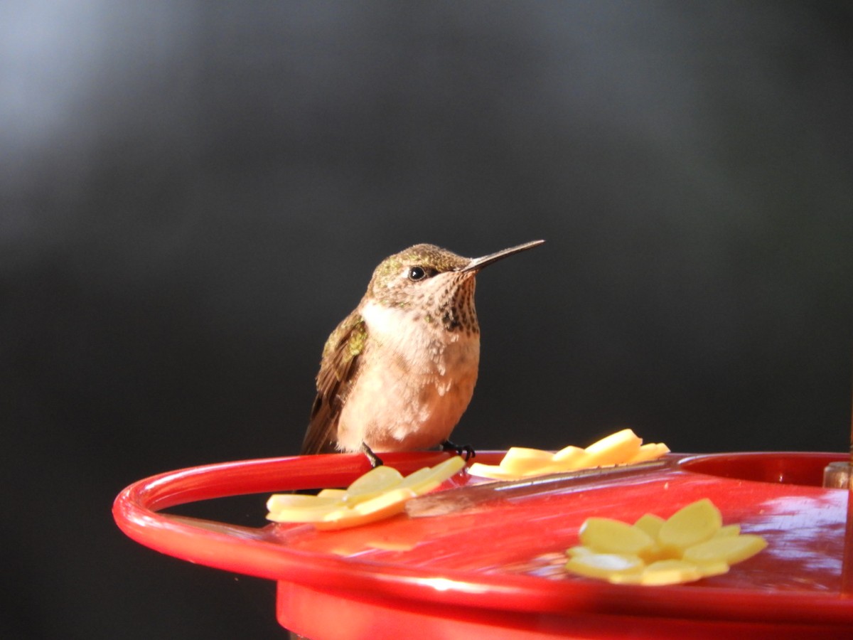 Ruby-throated Hummingbird - ML366055361