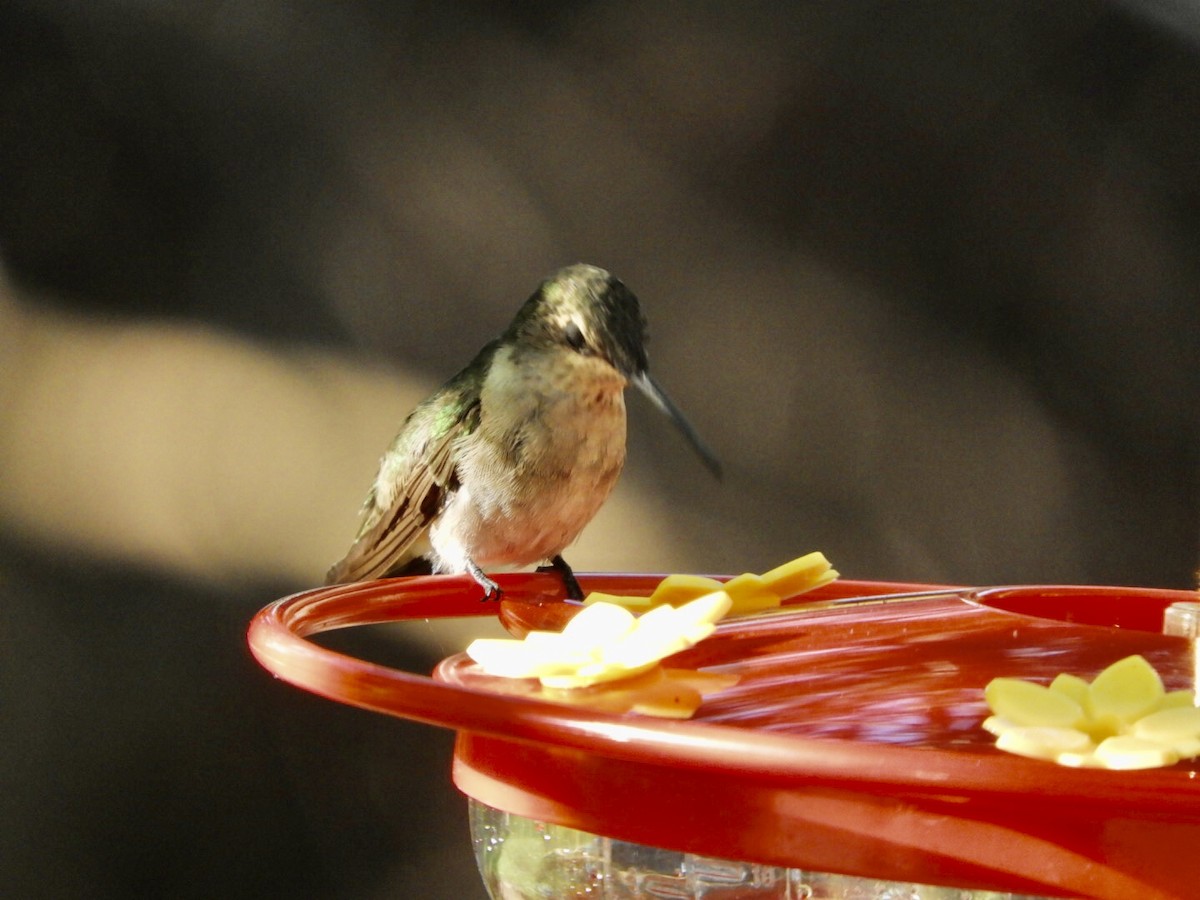 Ruby-throated Hummingbird - ML366056011