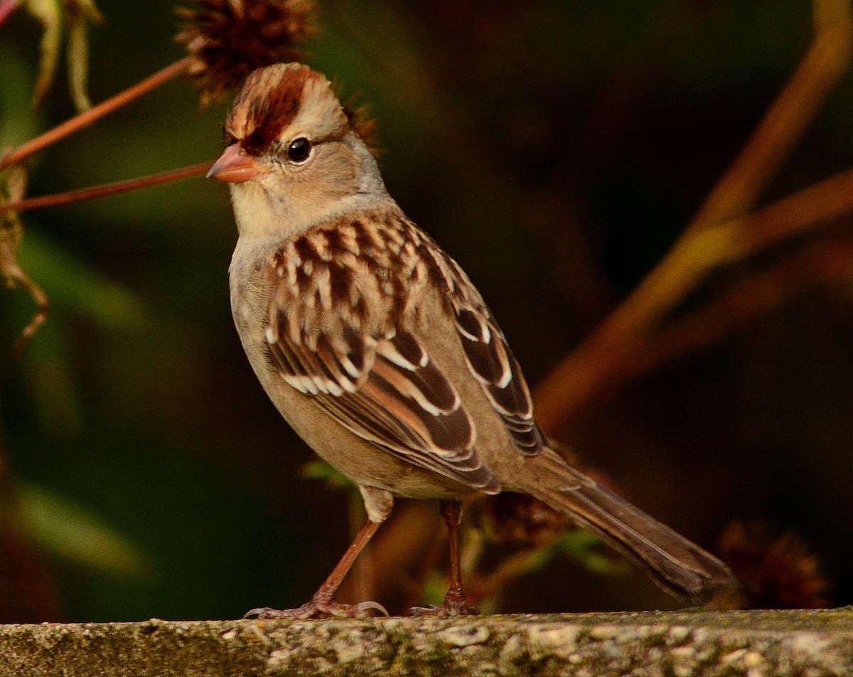 White-crowned Sparrow - james arturo