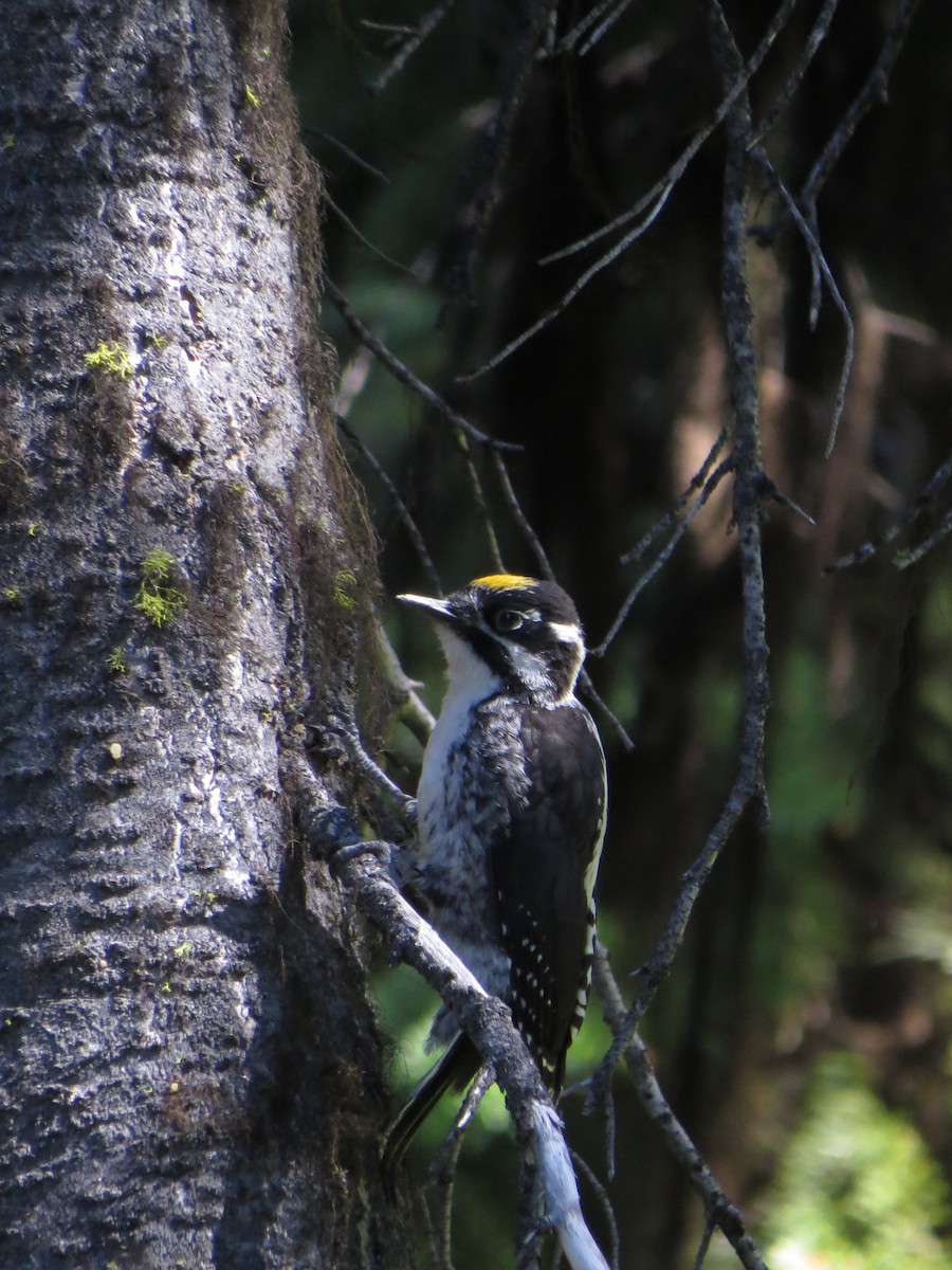 American Three-toed Woodpecker - Henry Burton