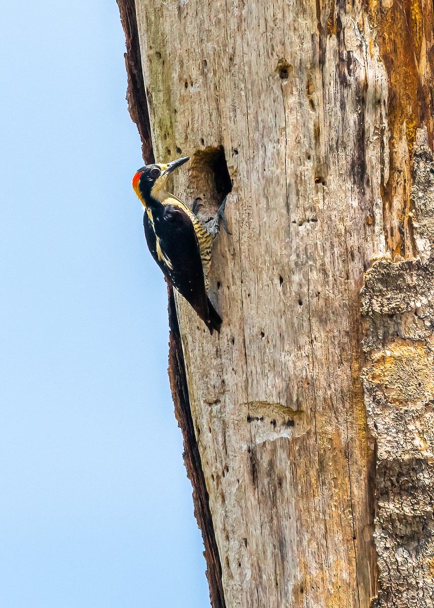 Beautiful Woodpecker - ML366071311