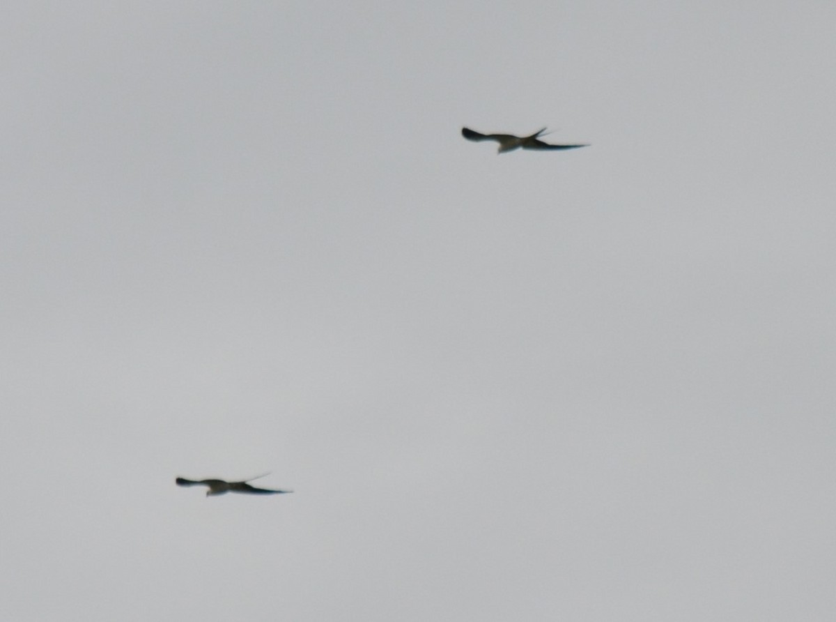 Swallow-tailed Kite - ML366071351