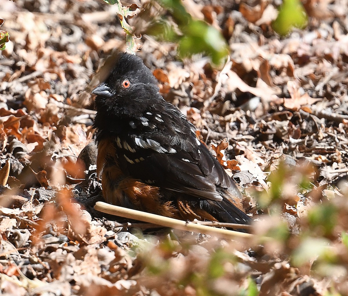 Spotted Towhee - ML366078131