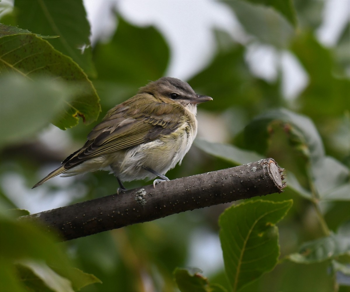 Red-eyed Vireo - France Carbonneau