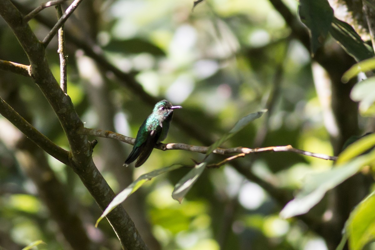 Emerald-chinned Hummingbird - ML366088881