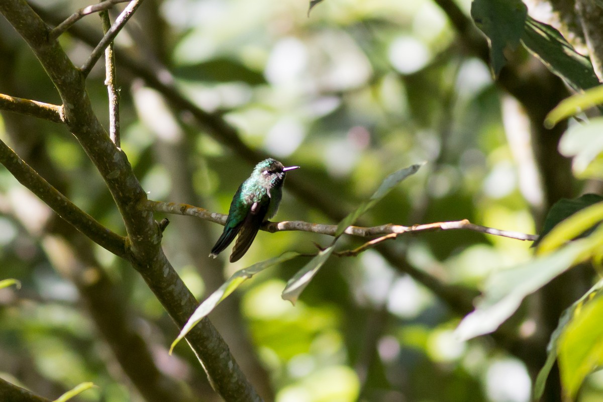 Emerald-chinned Hummingbird - ML366088921