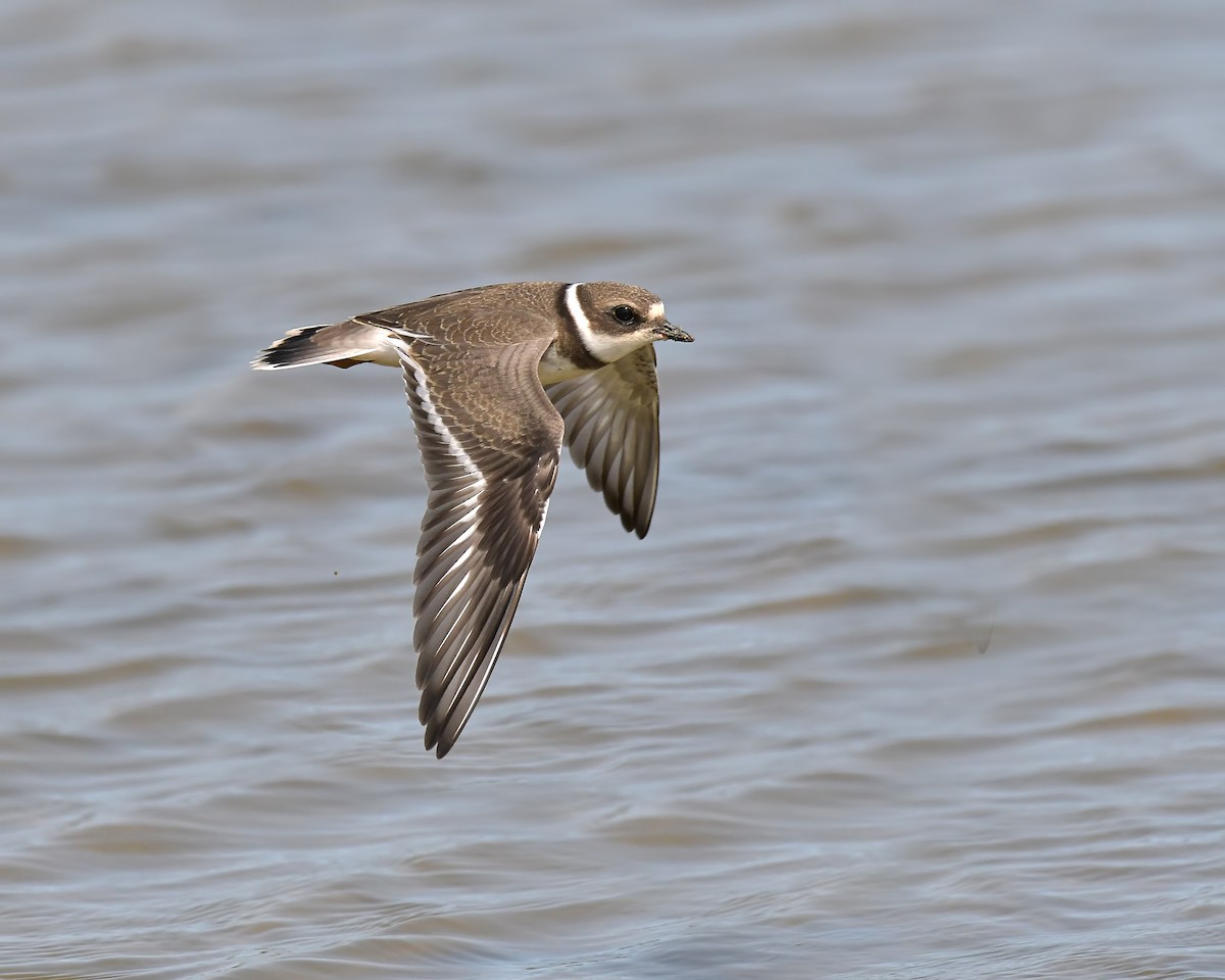 Semipalmated Plover - ML366090301