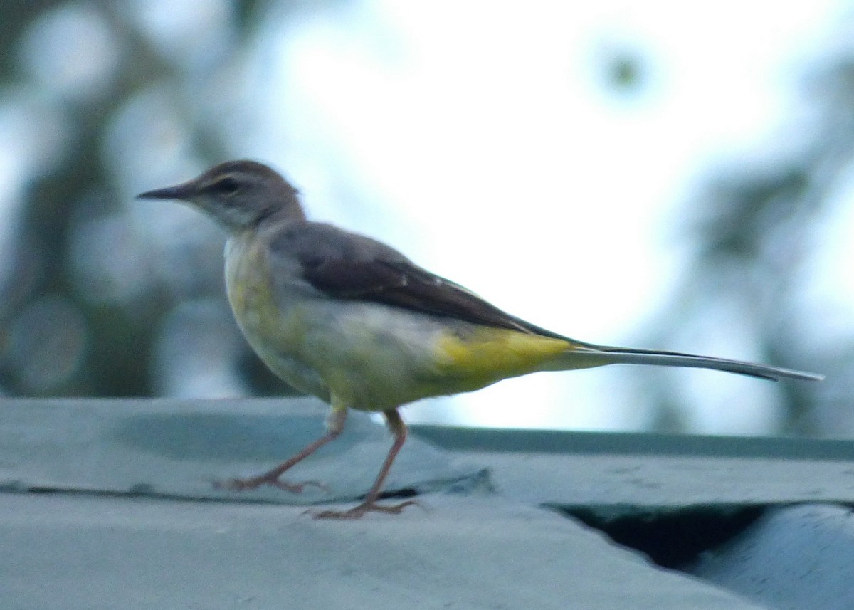 Gray Wagtail - Laurie Koepke