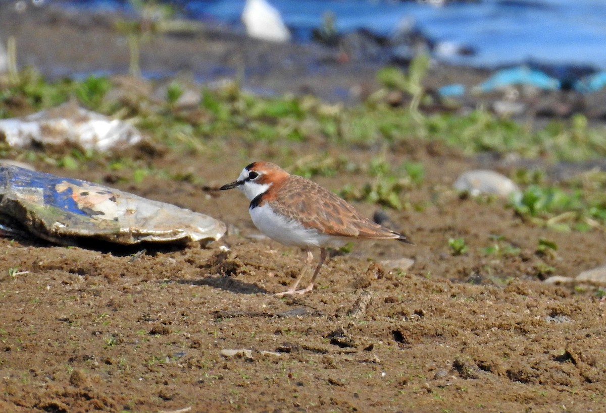 Collared Plover - Paulo Moura