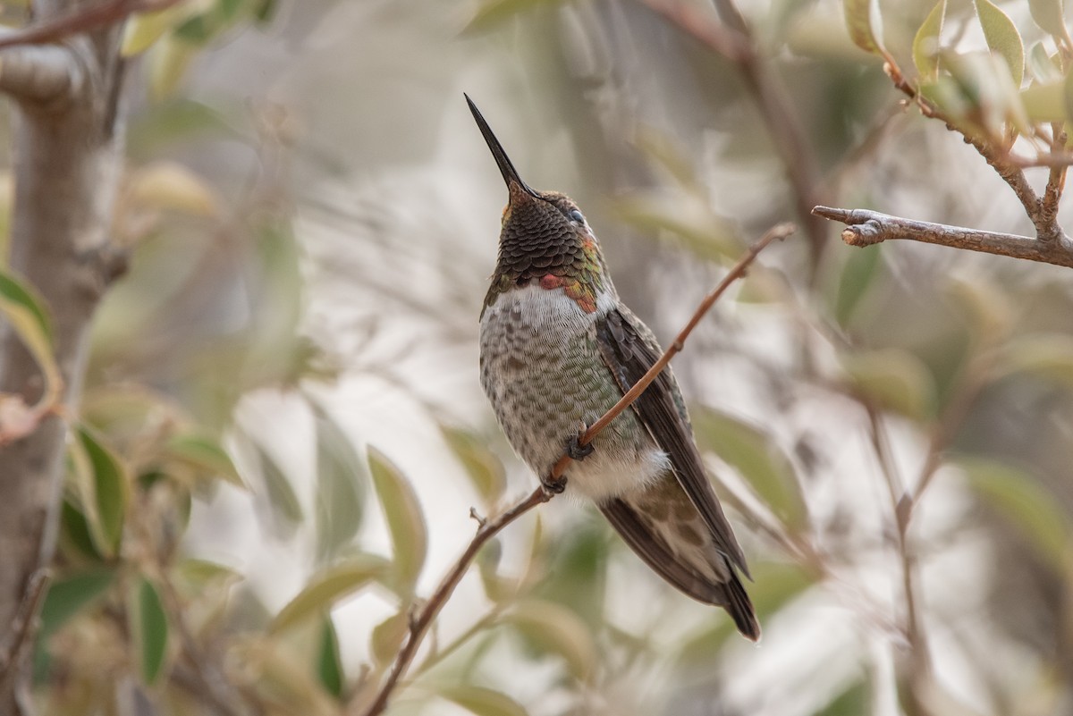Anna's Hummingbird - Jing-Yi Lu