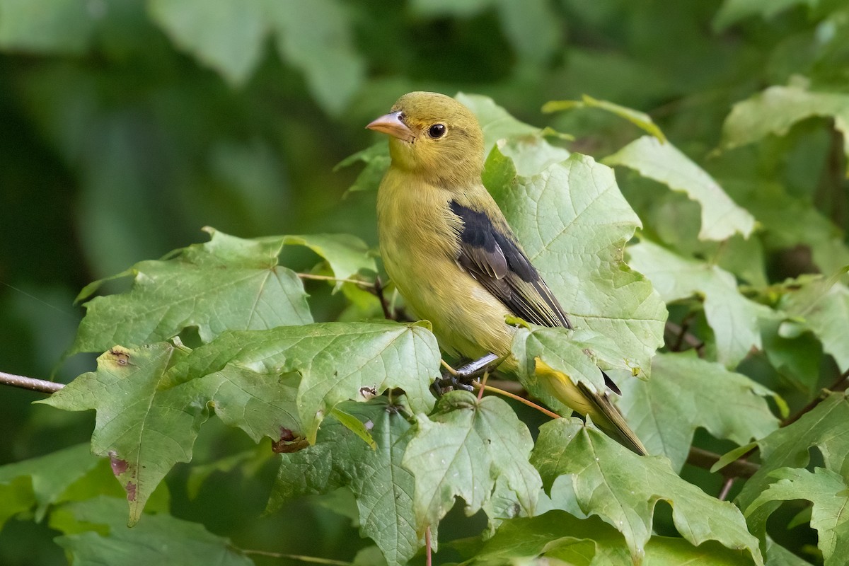 Scarlet Tanager - ML366106051