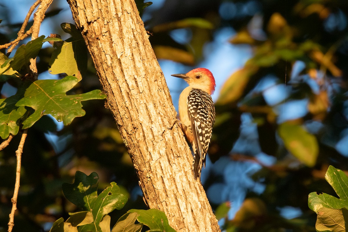 Red-bellied Woodpecker - ML366107441