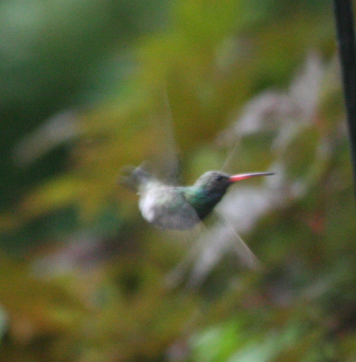 Broad-billed Hummingbird - Ian Davies