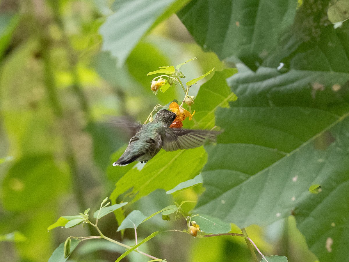 Ruby-throated Hummingbird - ML366110691