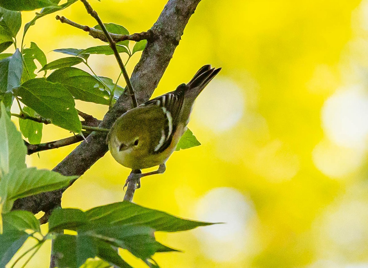 Bay-breasted Warbler - Robert Bochenek