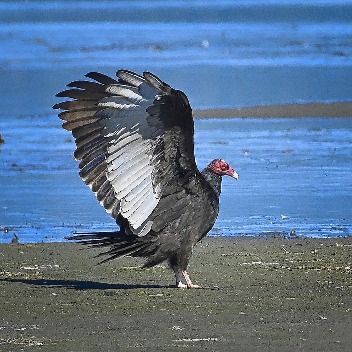 Turkey Vulture - ML366118351