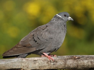  - White-collared Pigeon