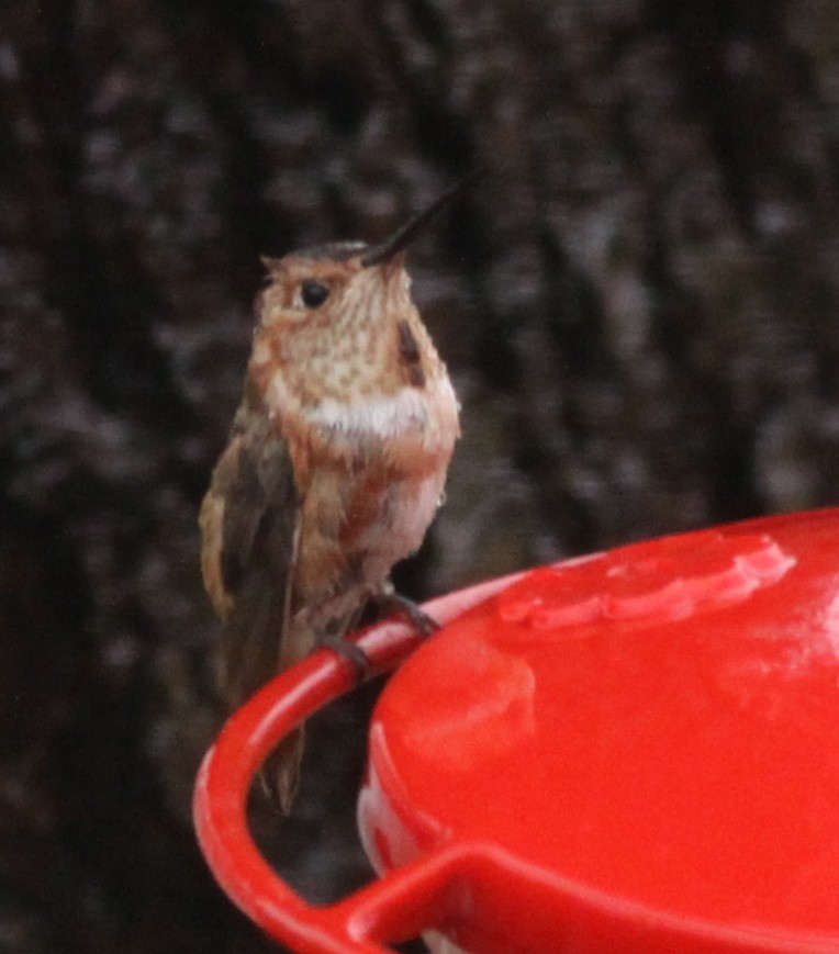 Allen's Hummingbird - Ian Davies