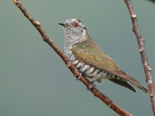  - Little Bronze-Cuckoo