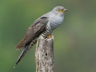  - Himalayan Cuckoo