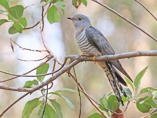  - Oriental Cuckoo