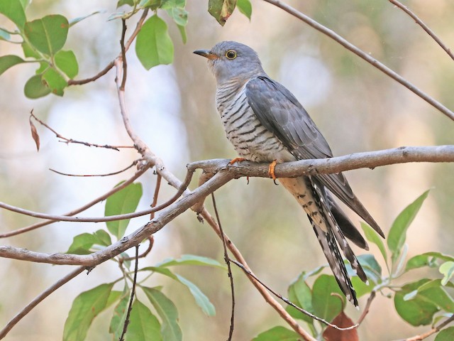 Photos - Oriental Cuckoo - Cuculus optatus - Birds of the World