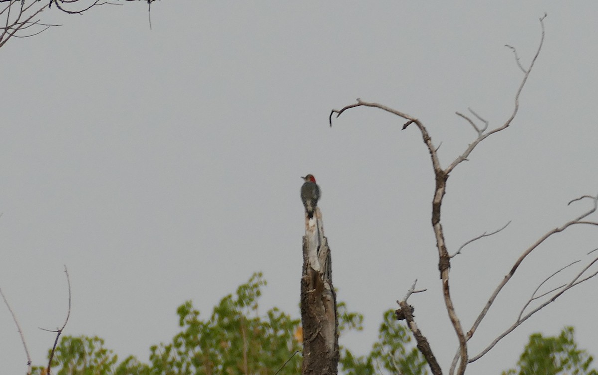 Red-bellied Woodpecker - ML366130901