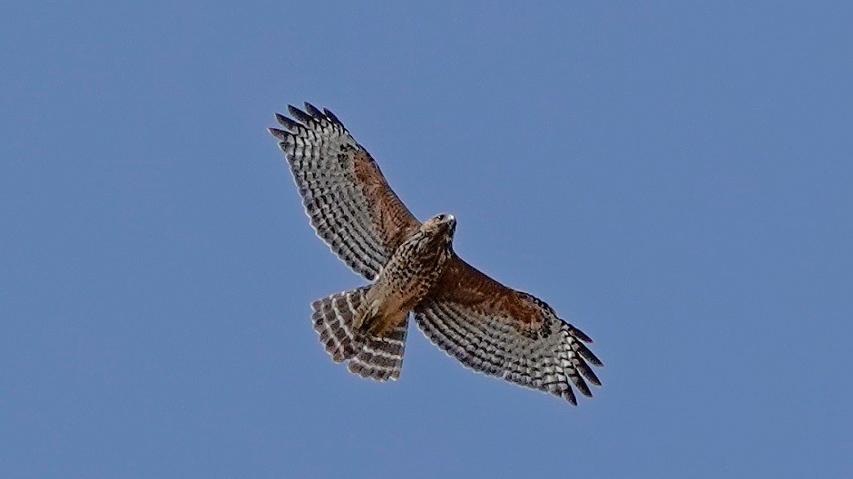 Red-shouldered Hawk - ML366138301