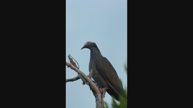 Pigeon à couronne blanche - ML366142411