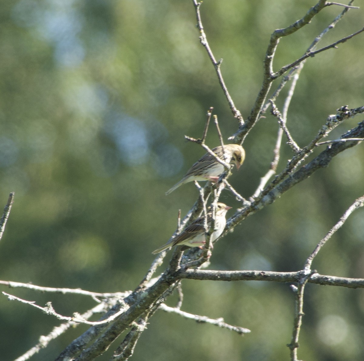 Savannah Sparrow - ML366142461