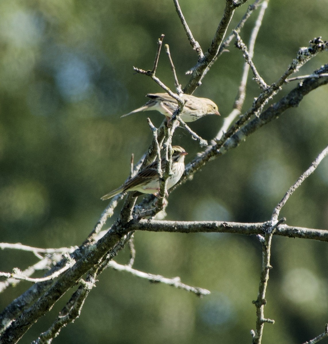 Savannah Sparrow - ML366142481
