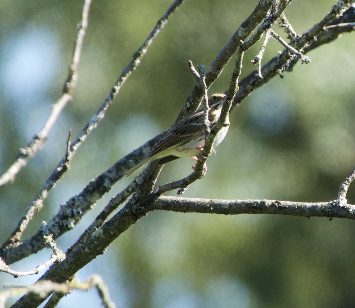 Savannah Sparrow - ML366142561