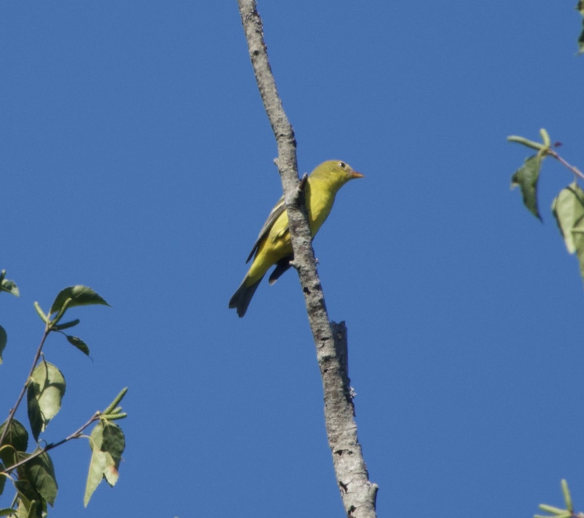 Western Tanager - ML366143401