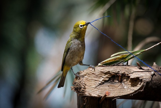 Adult collecting nest material. - Heuglin's White-eye (Ethiopian) - 