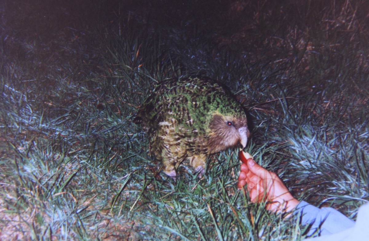 kakapo soví - ML366153111