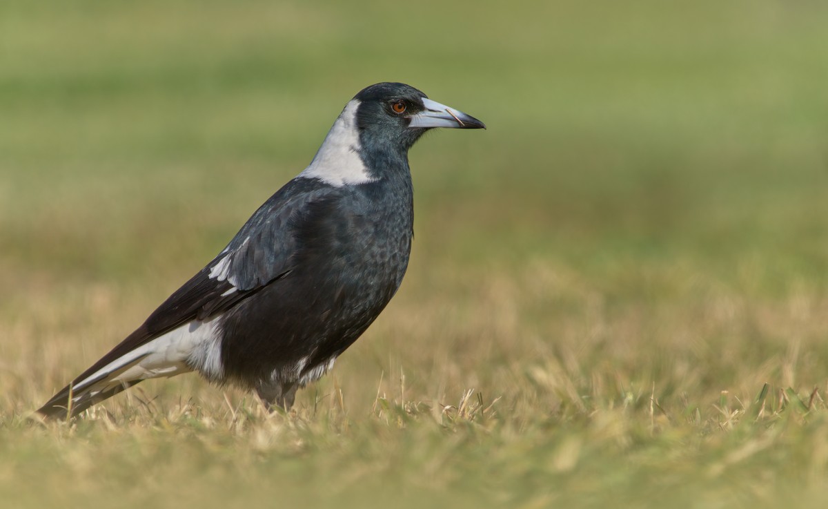 Australian Magpie (Black-backed) - ML366168101