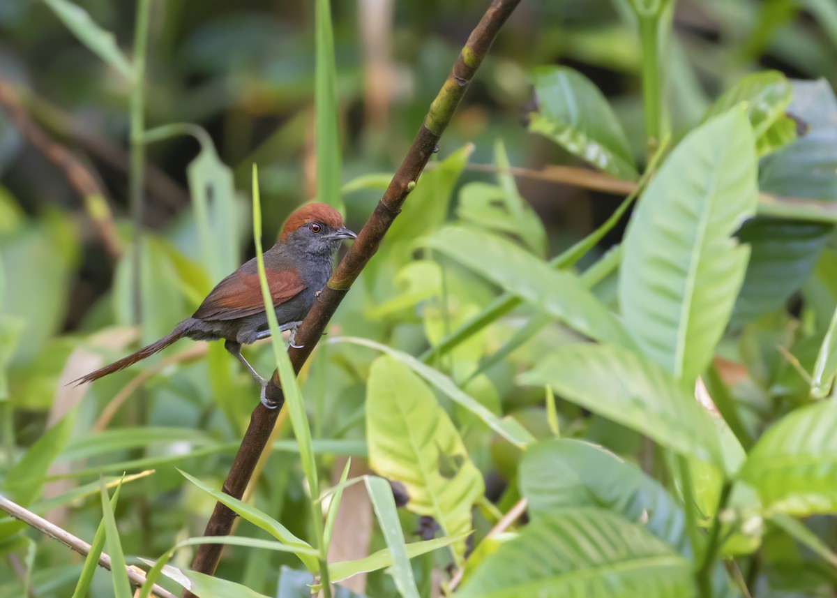 McConnell's Spinetail - Caio Brito