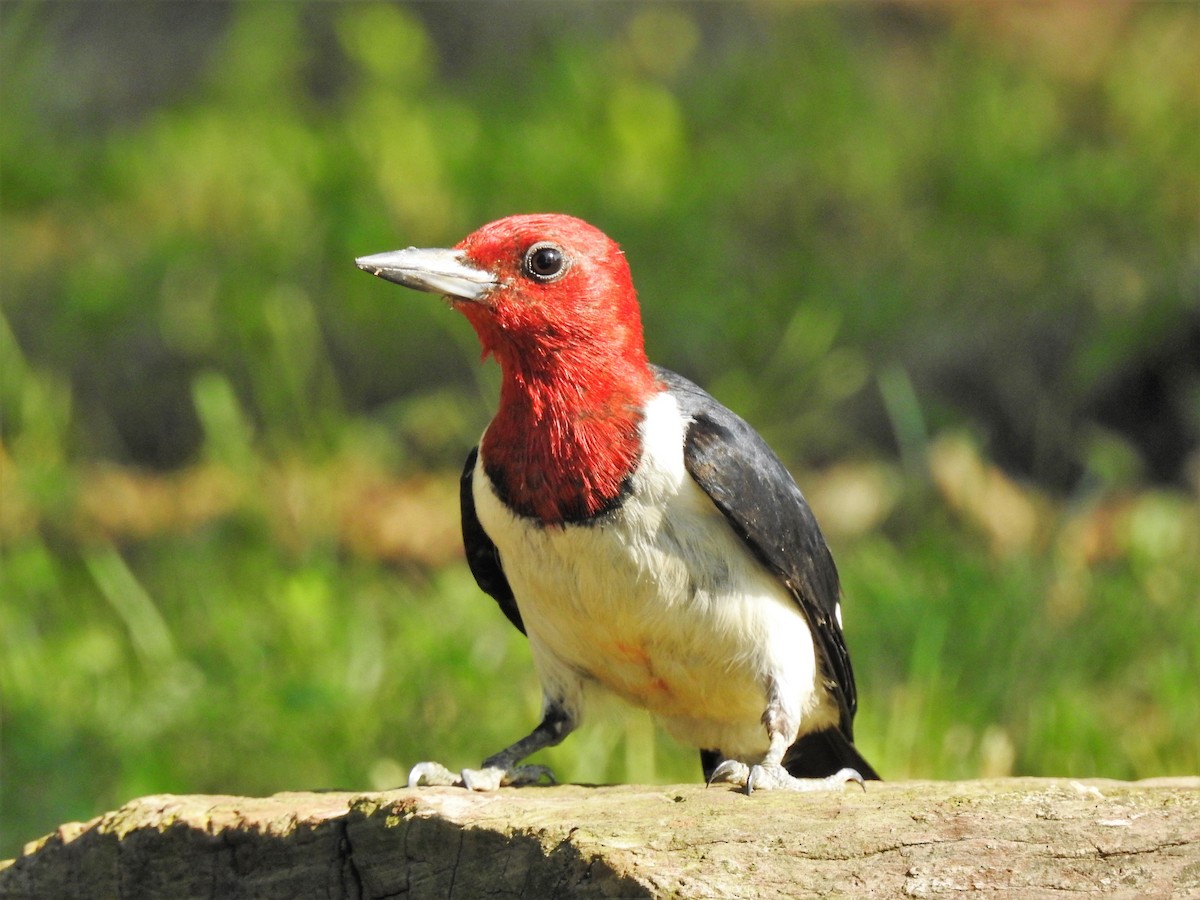 Red-headed Woodpecker - ML366178801