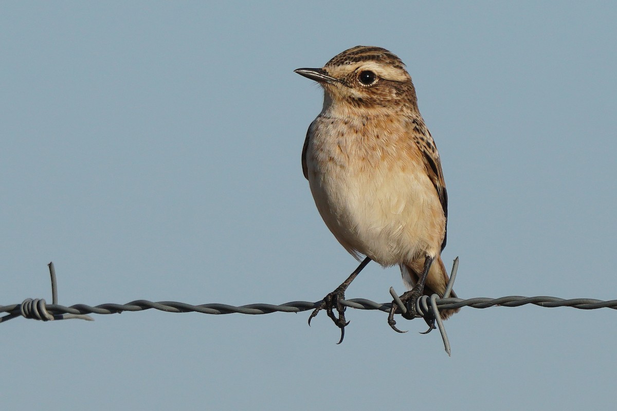 Whinchat - ML366181081
