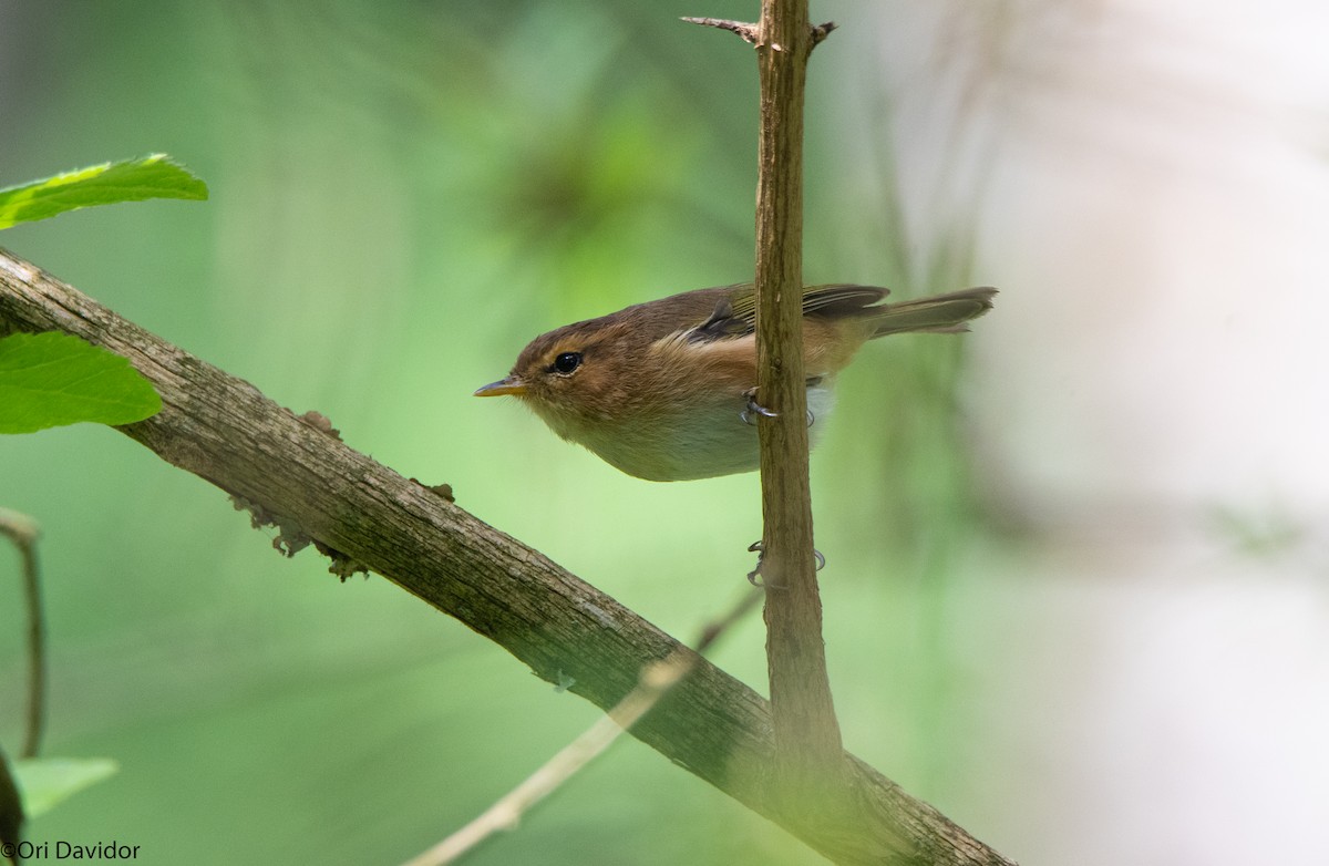 Brown Woodland-Warbler - Ori Davidor